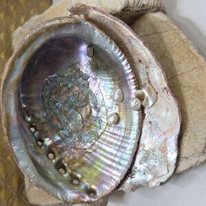 Mother of pearl abalone pearl display trinket dish